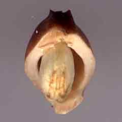 Noyau cassé de cerise (amande)