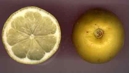 Coupe transversale d'un citron