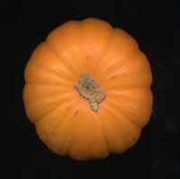 mini-citrouille