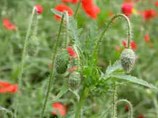 Boutons de coquelicot