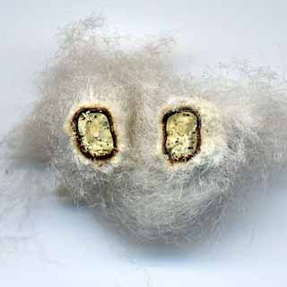 Coupe au niveau des graines d'une capsule de coton