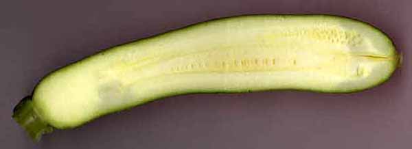 Coupe longitudinale d'une courgette