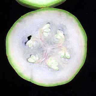 Coupe transversale d'une courgette