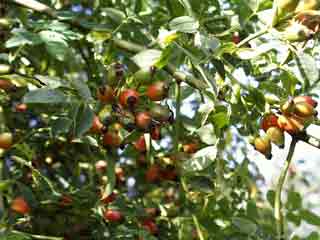 Fruits d'églantine arrivés à maturité