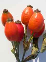 détail du fruit d'églantine