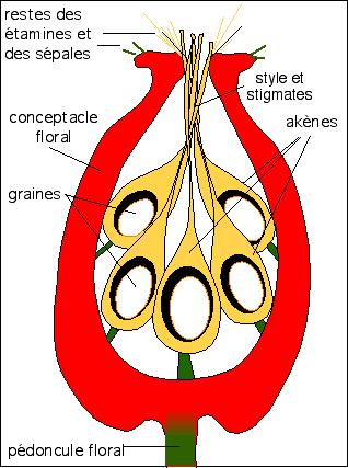 Coupe longitudinale d'un cynorrhodon, schéma