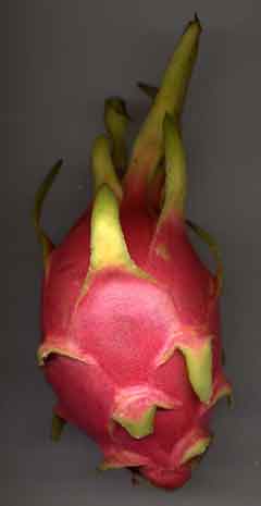 Morphologie externe d'un dragon