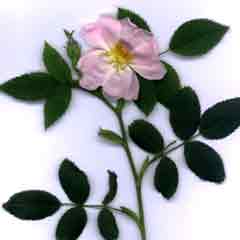 Fleurs d'églantine
