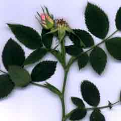 Fleurs d'églantine