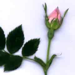 Fleurs d'églantine