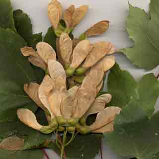 Vue générale des fruits de l'érable