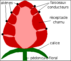 Coupe longitudinale de fraise, sch&eacute;ma