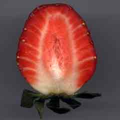 Coupe longitudinale de fraise