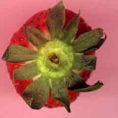 Calice et calicule de fraise