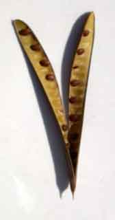 Fruits de genêt ouverts