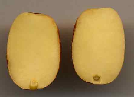 Les deux cotyl�dons de la graine de gland de ch�ne