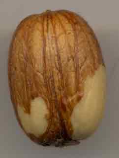 Graine de gland isol&eacute;e