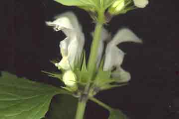 Fleurs de lamier blanc