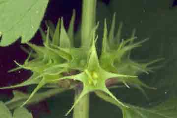 Fleurs de lamier blanc fanées