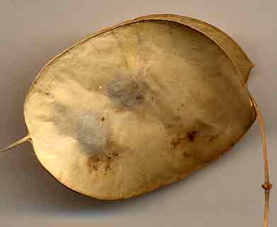 Silicule de lunaire