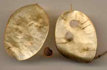 Silicule de lunaire, ablation d'une valve