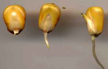 Germination du grain de maïs