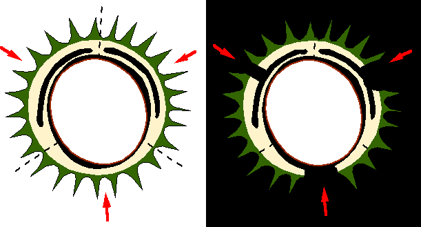 Déhiscence de la capsule du marronnier, schéma explicatif