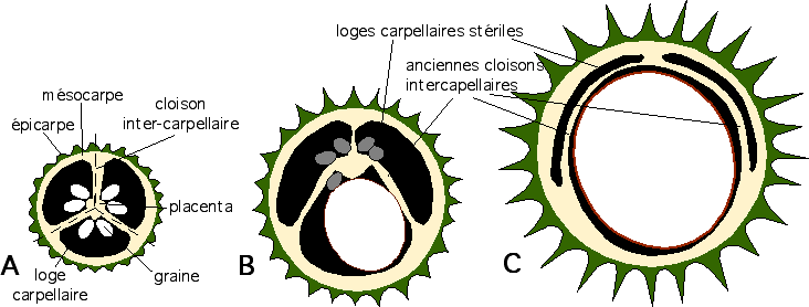 Développement du fruit du marronnier, schéma explicatif