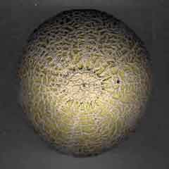 Melon, morphologie externe
