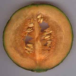 Melon, coupe longitudinale