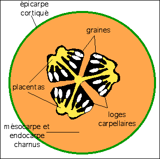Melon, coupe transversale, sch&eacute;ma explicatif
