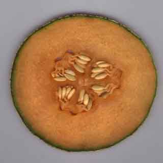 Melon, coupe transversale