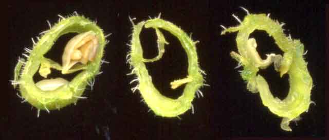 Sections transversales de silique de colza