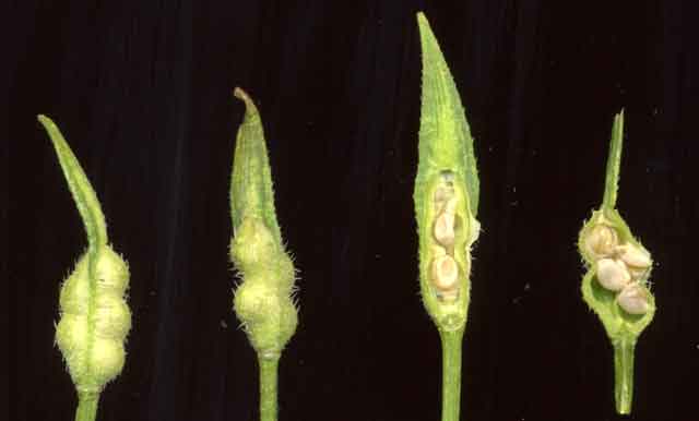 Détail de la silique de colza