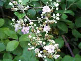 Fleurs de ronce
