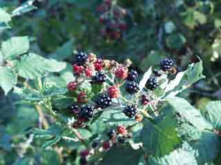 Fruits de la ronce : les mûres