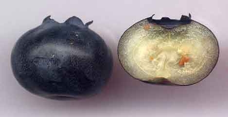 Vue de profil et coupe longitudinale de myrtille