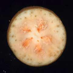 Section transversale d'une n&egrave;fle