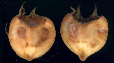 Section longitudinale d'une n&egrave;fle