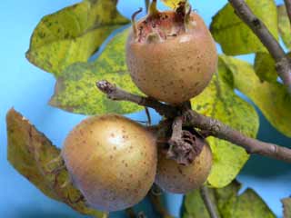 N&egrave;fles sur l'arbre, d&eacute;tail