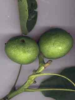 Fruit du noyer