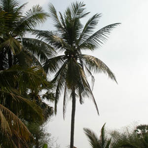 un cocotier au Cambodge