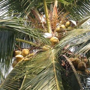 noix de coco sur le cocotier