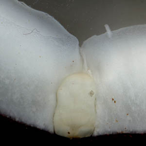 embryon de noix de coco