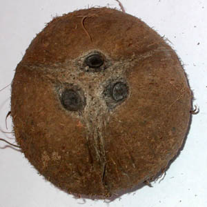 noix de cocovue de face montrant la trace des trois carpelles