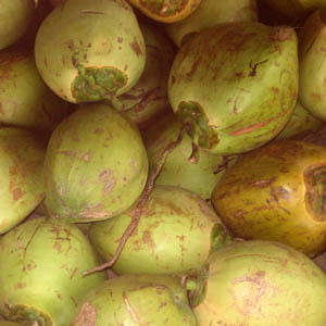 noix de coco fraiches entourées de leur péricarpe