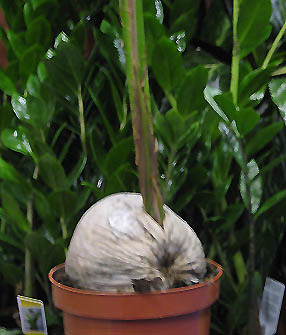 détail de la germination d'une noix de coco