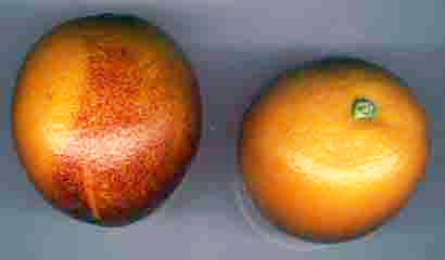 Oranges, vue externe
