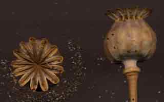 Capsule de pavot vue de dessus et de profil