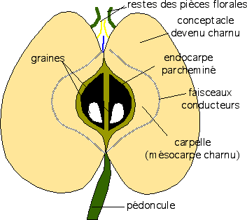 Fichier:Coupe pomme legende transversale octobre.jpg — Wikipédia